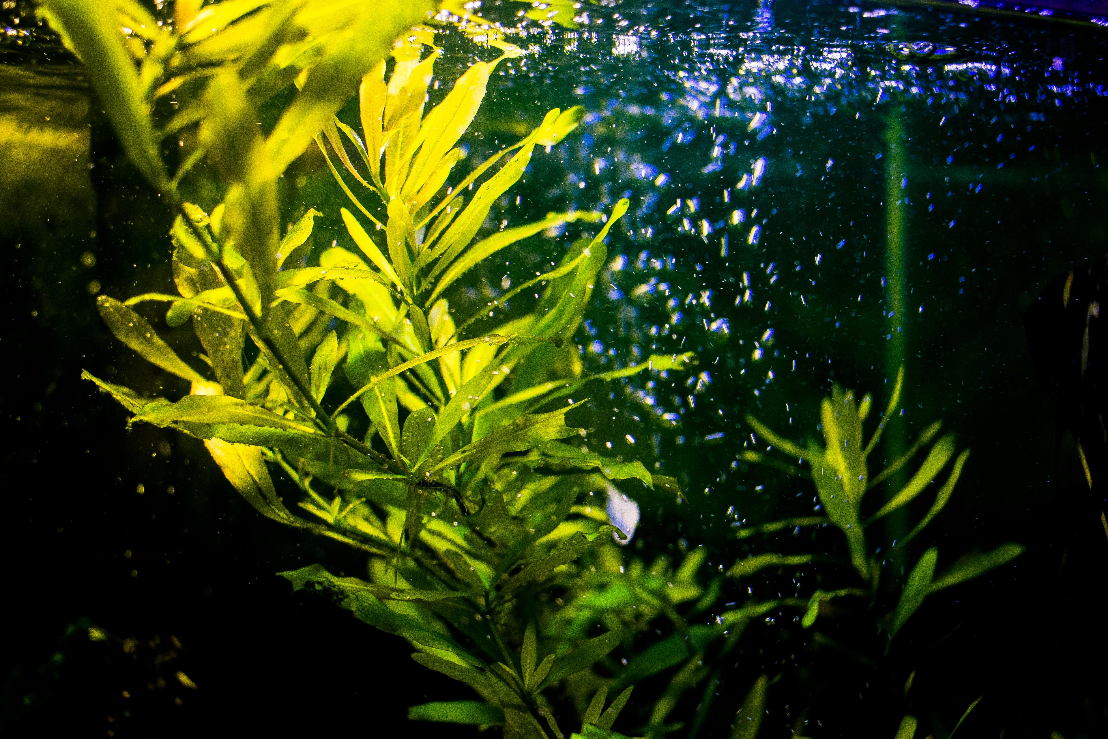 A photo of Hygrophila Polysperma