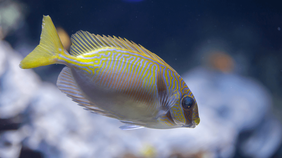 An image of a Blue-Lined Rabbitfish