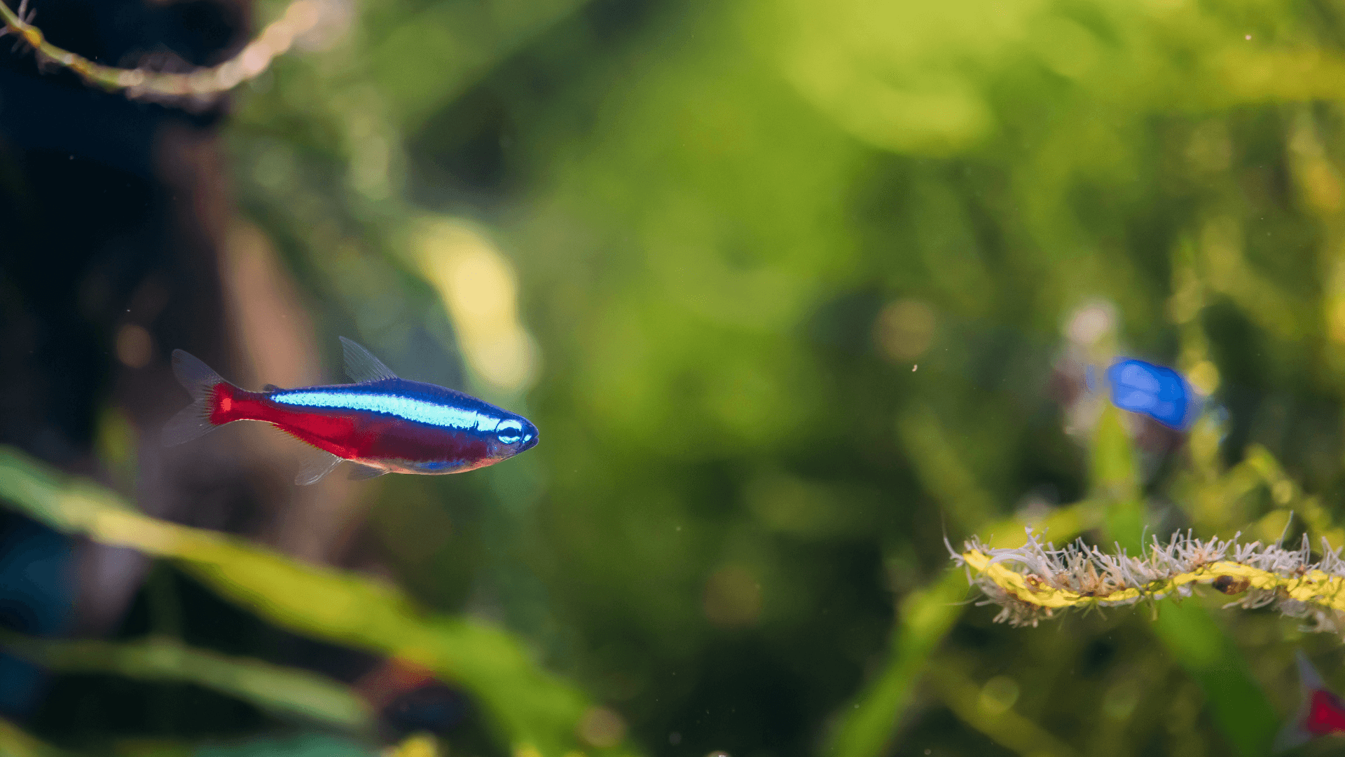 Cardinal tetra image 3