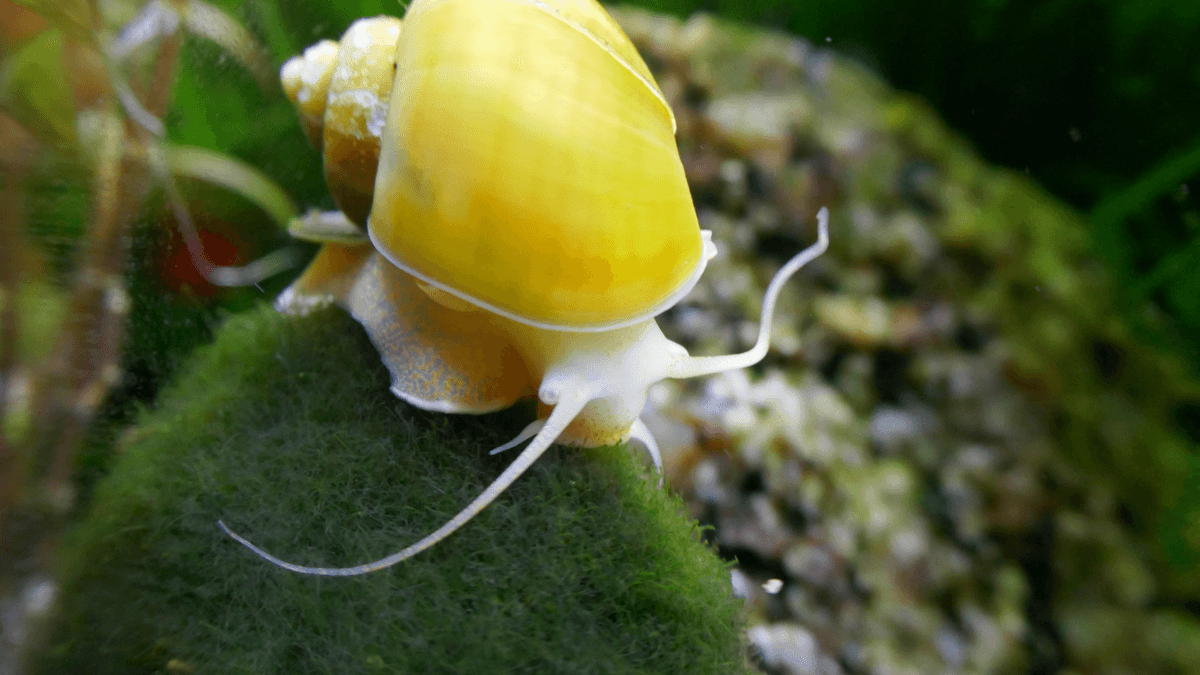 An image of a Apple Snails
