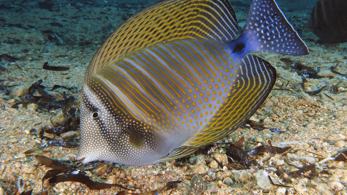 An image of a Desjardini tang