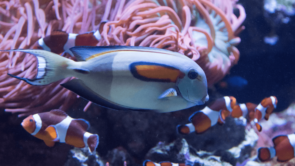 An image of Orange shoulder tang