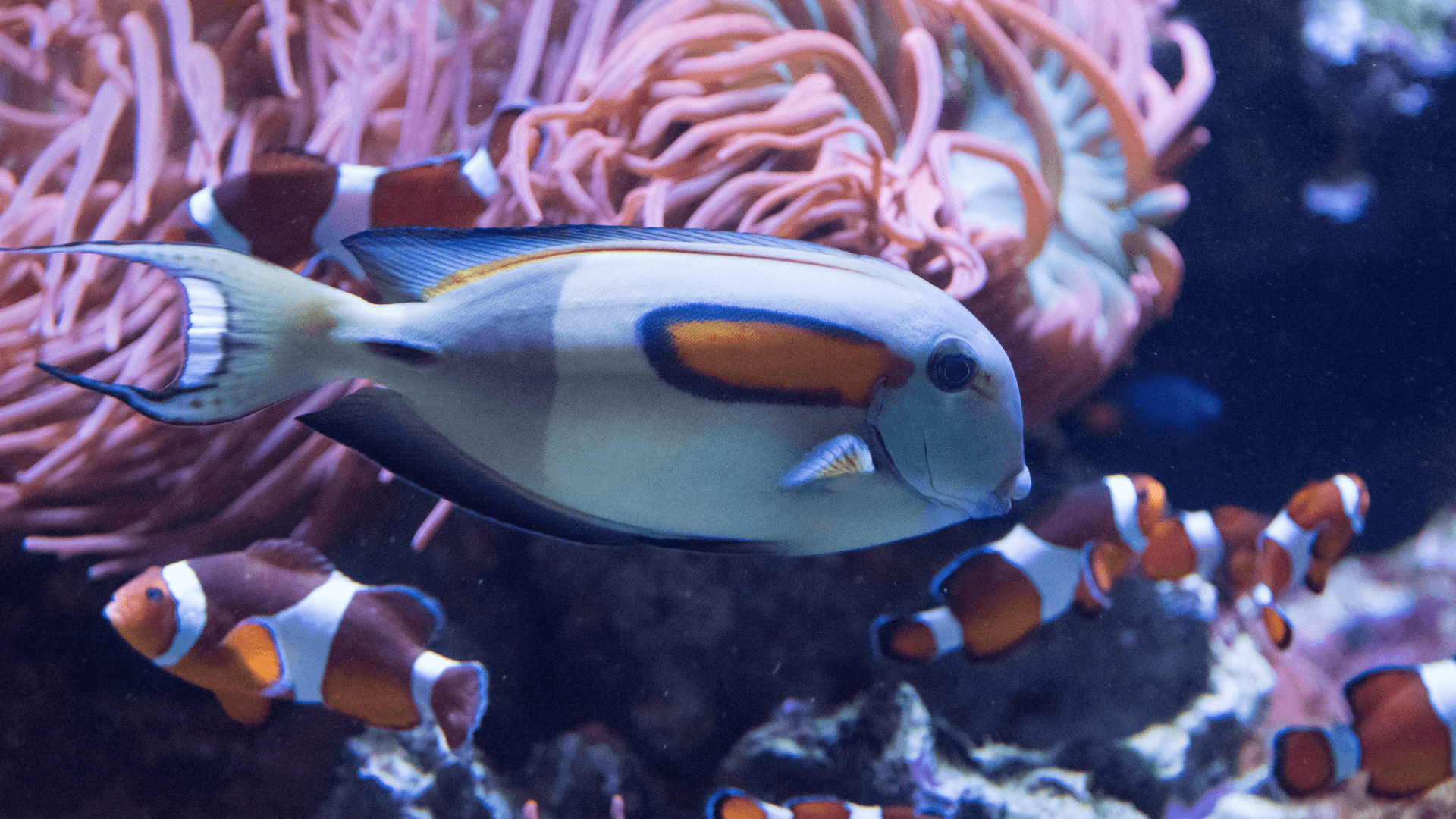A photo of Orange shoulder tang