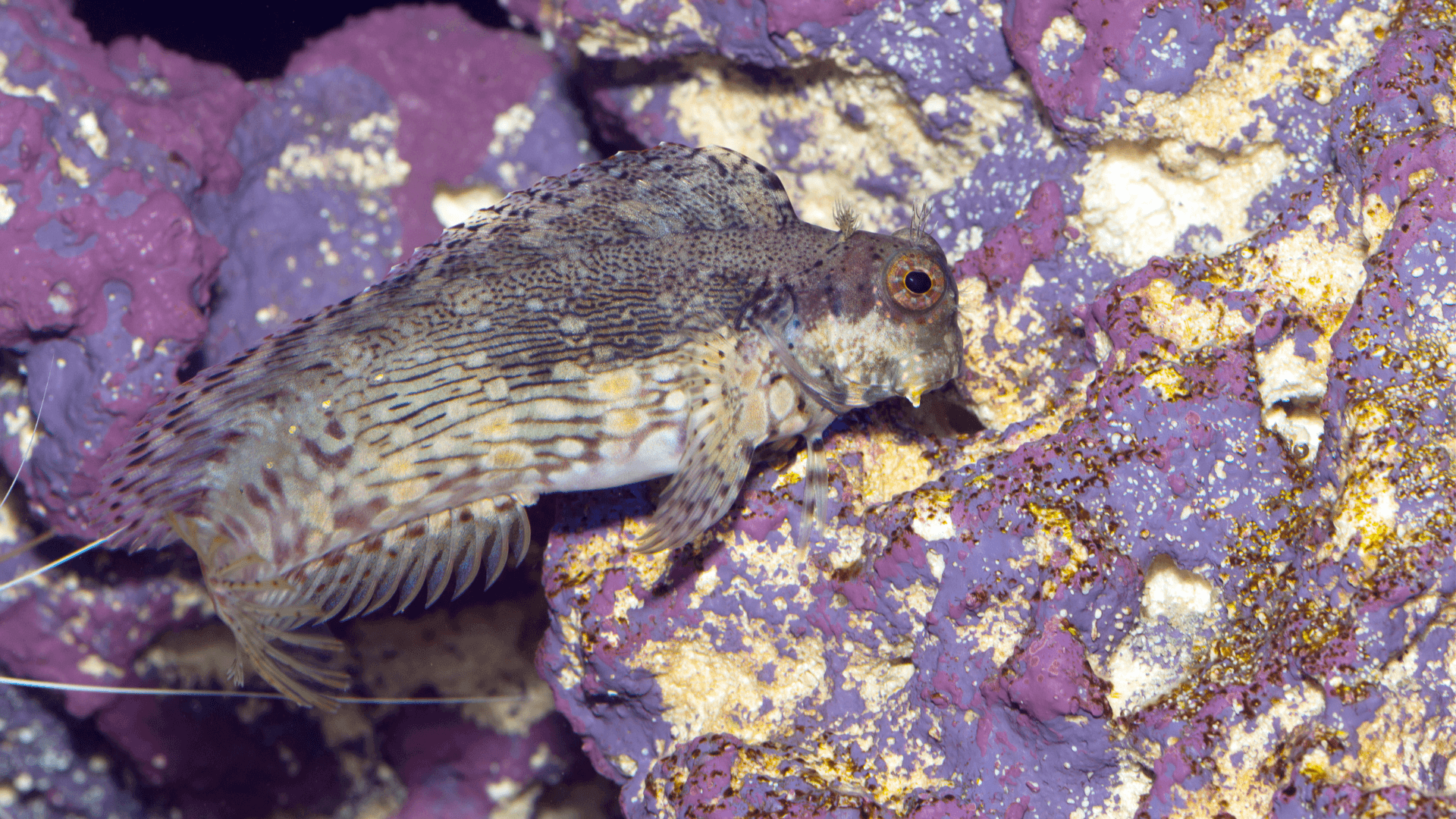 A photo of Sailfin blenny