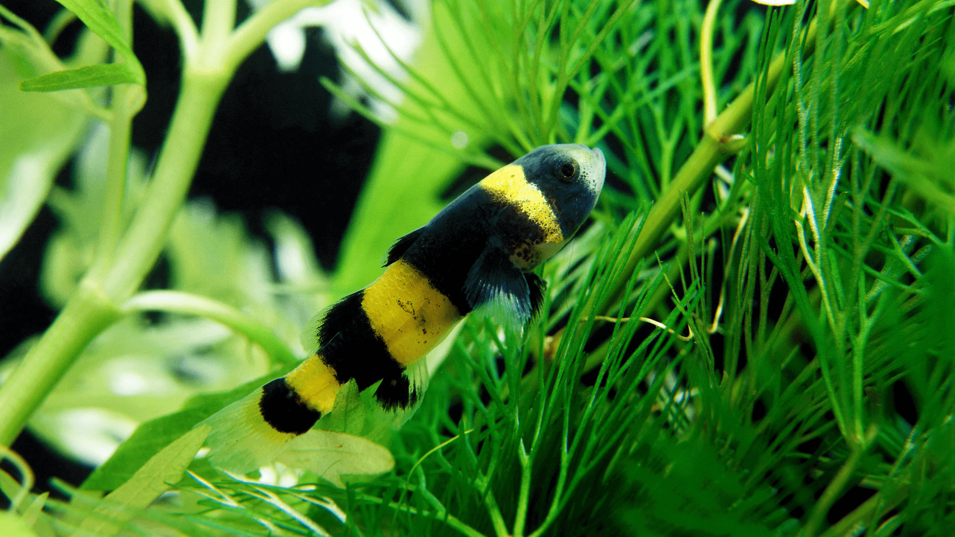 A photo of Bumblebee goby