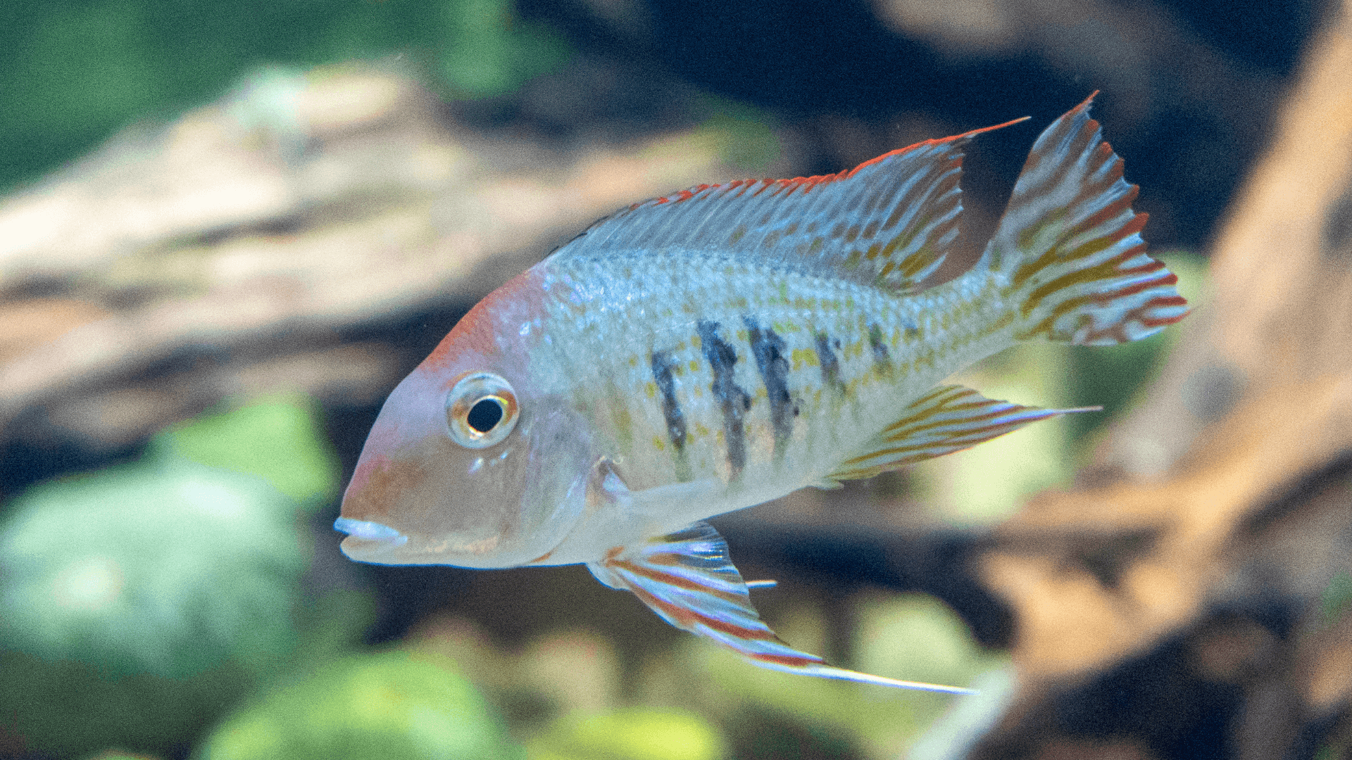 A photo of Eartheater cichlid
