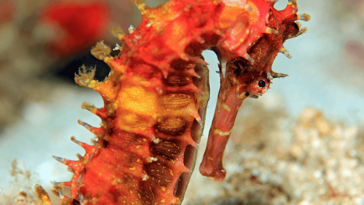 An image of a Thorny Seahorse