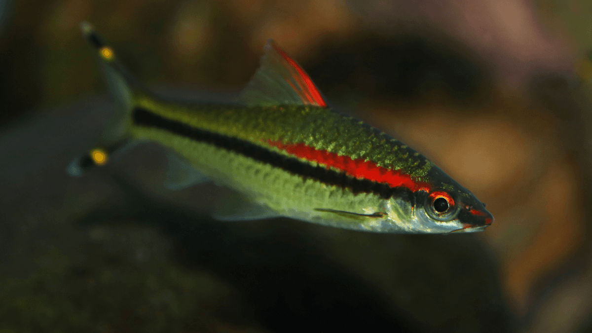 An image of a Small Fish That Resist Captivity