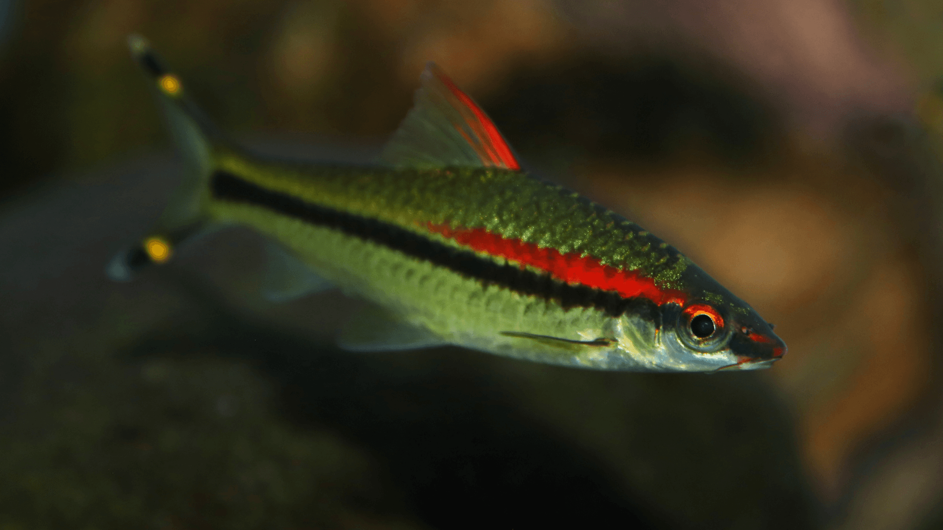 A photo of Small Fish That Resist Captivity