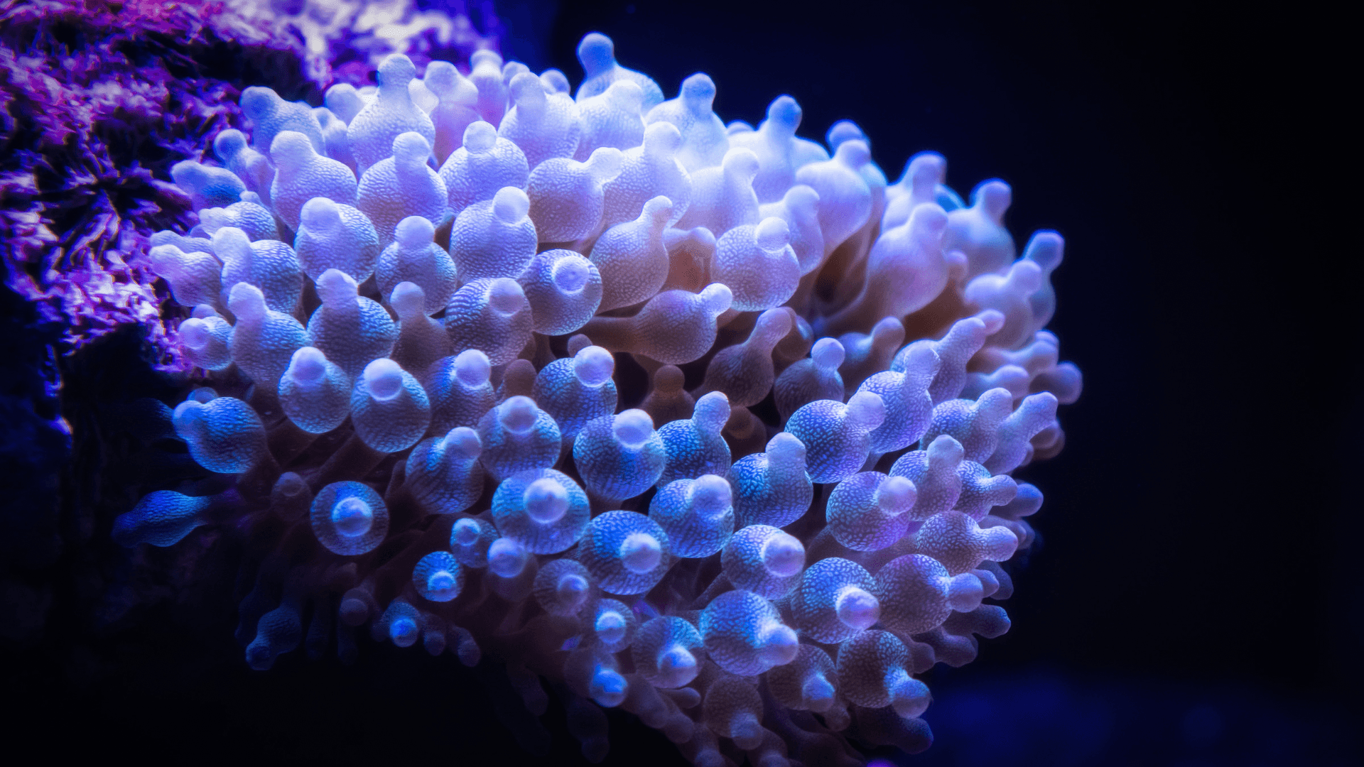 A photo of Bubble Tip Anemone