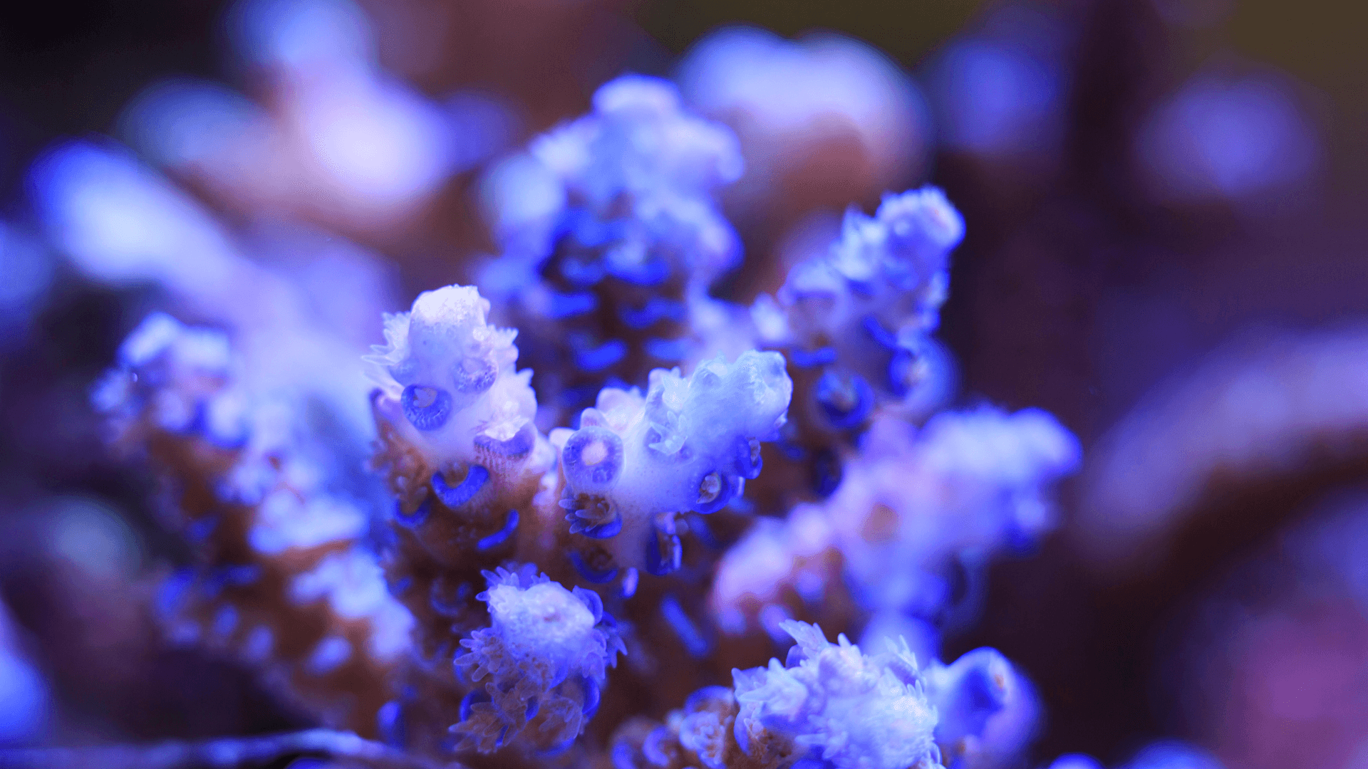 A photo of Acropora