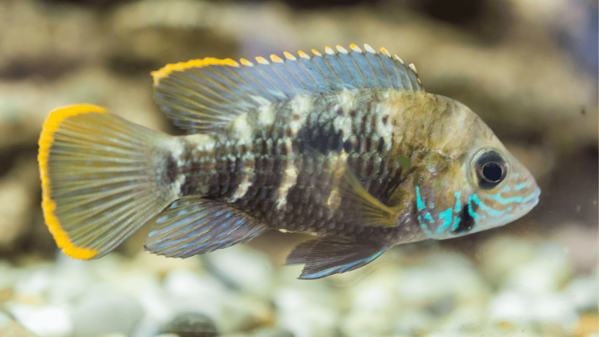 A photo of Panda dwarf cichlid