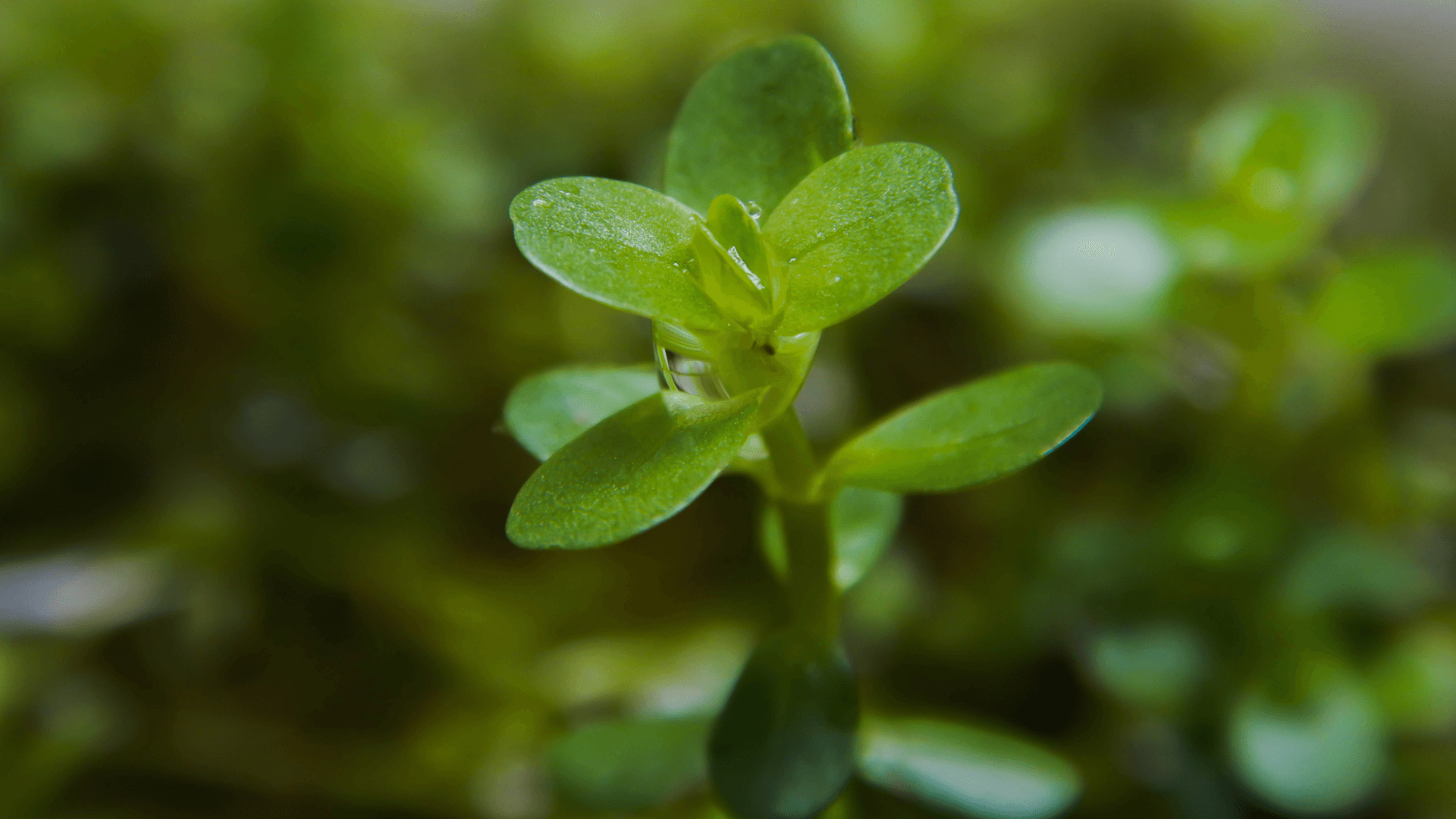 A photo of Rotala Rotundifolia