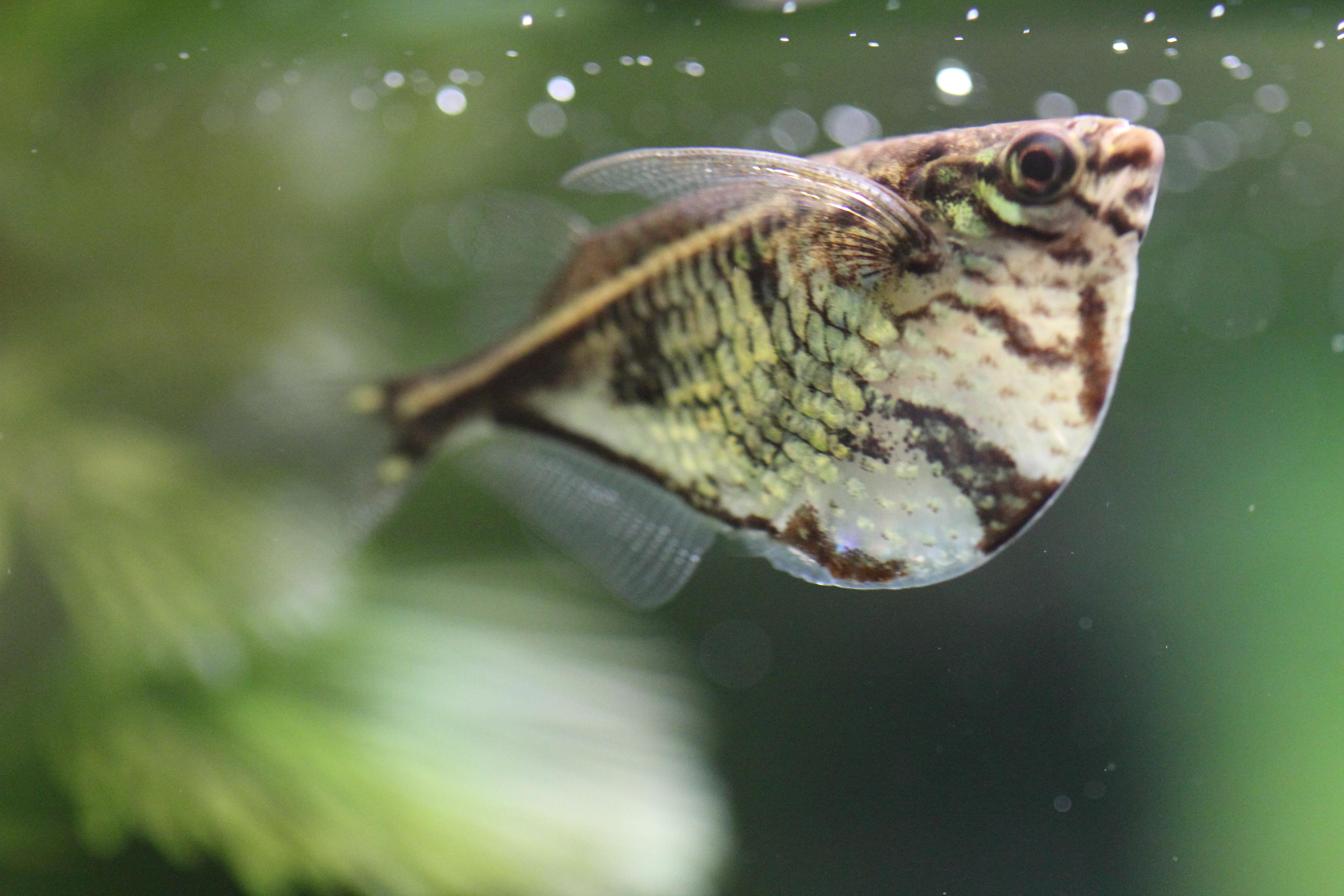 A photo of Marbled hatchetfish