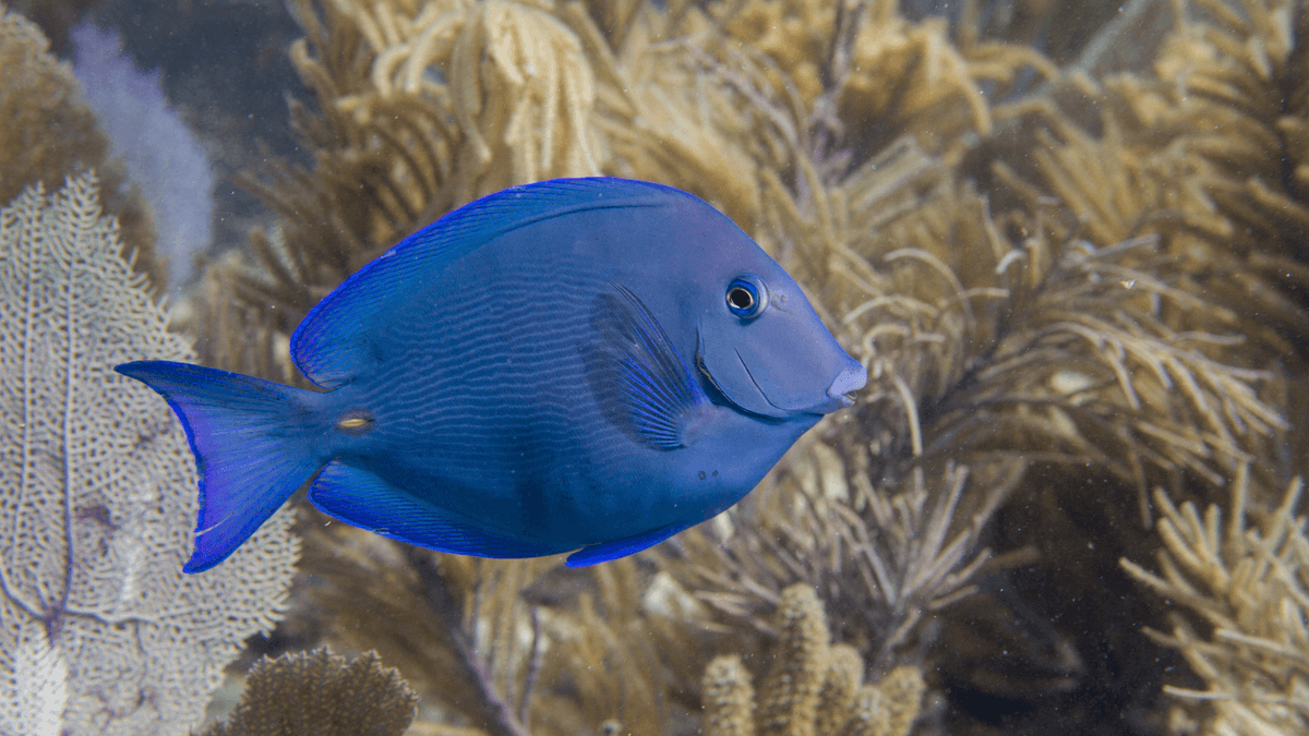 An image of a Atlantic blue tang