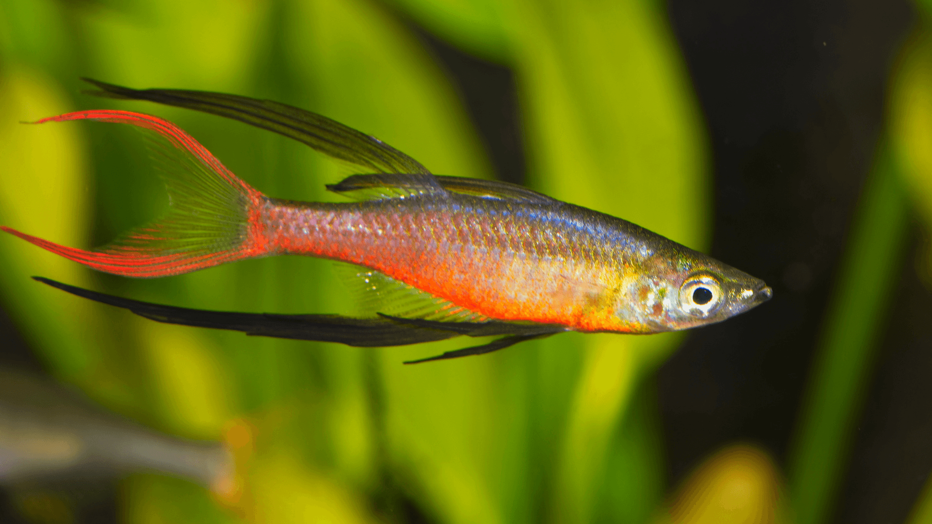 A photo of Threadfin rainbowfish