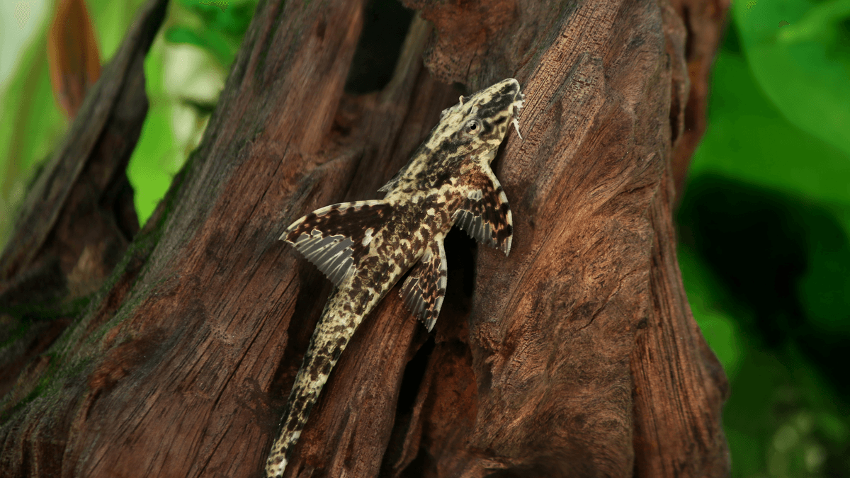 An image of a Whiptail catfish