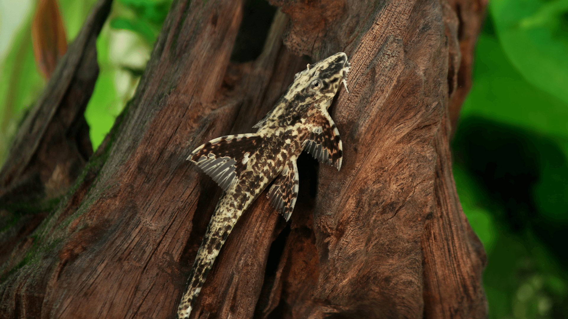 A photo of Whiptail catfish