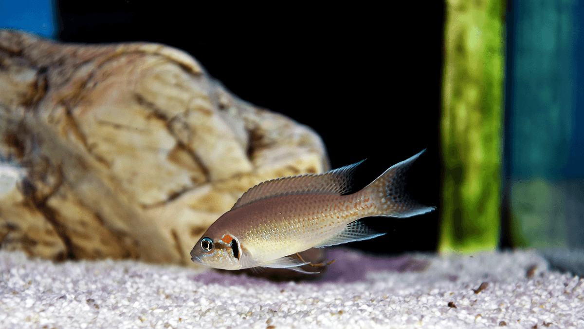 An image of a Lyretail cichlid