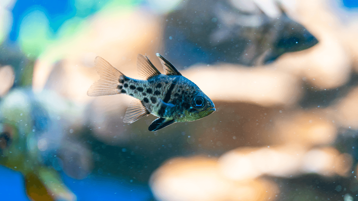 An image of a Orbic cardinalfish