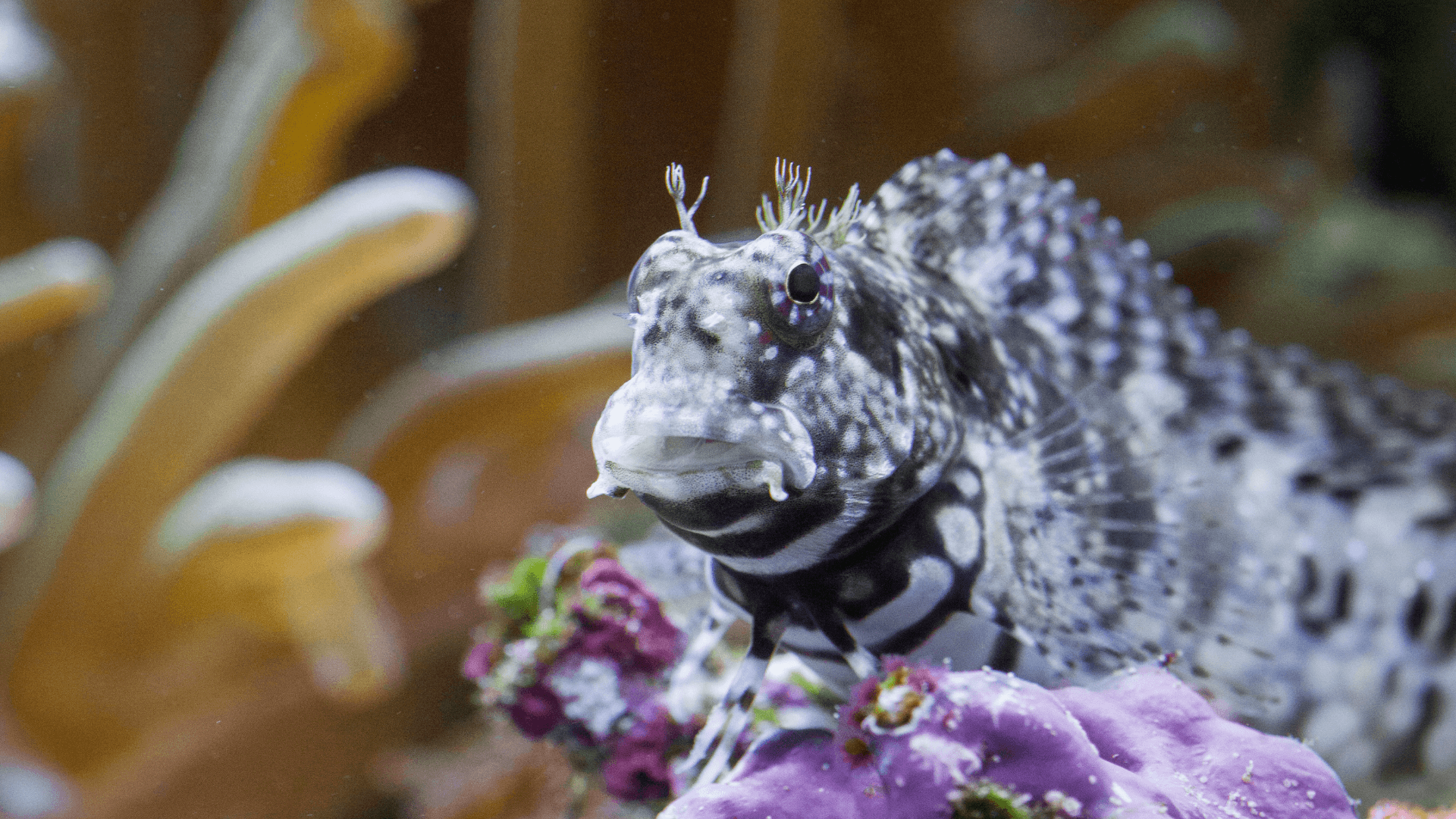 A photo of Lawnmower blenny