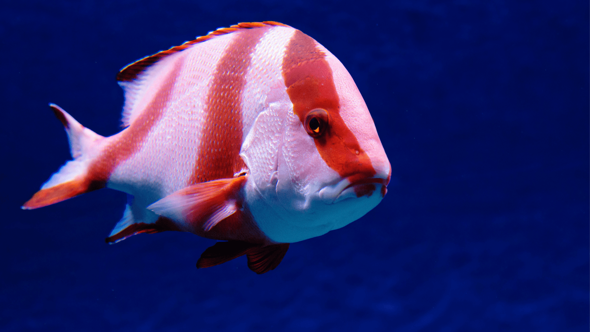 A photo of Emperor snapper