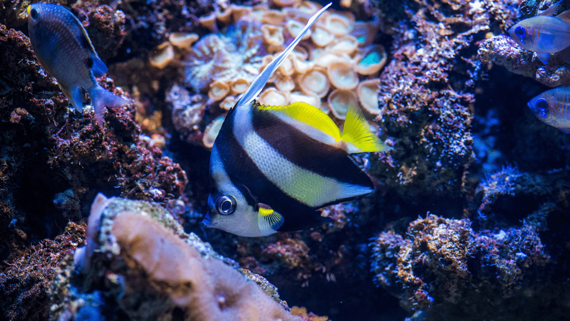 A photo of Schooling bannerfish