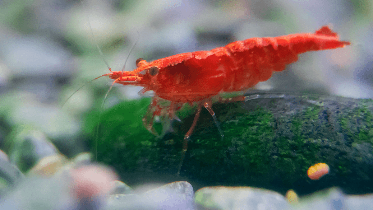 An image of a Cherry Shrimp