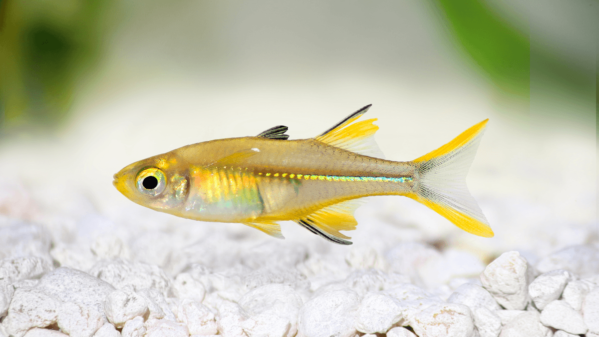 An image of a Celebes rainbow