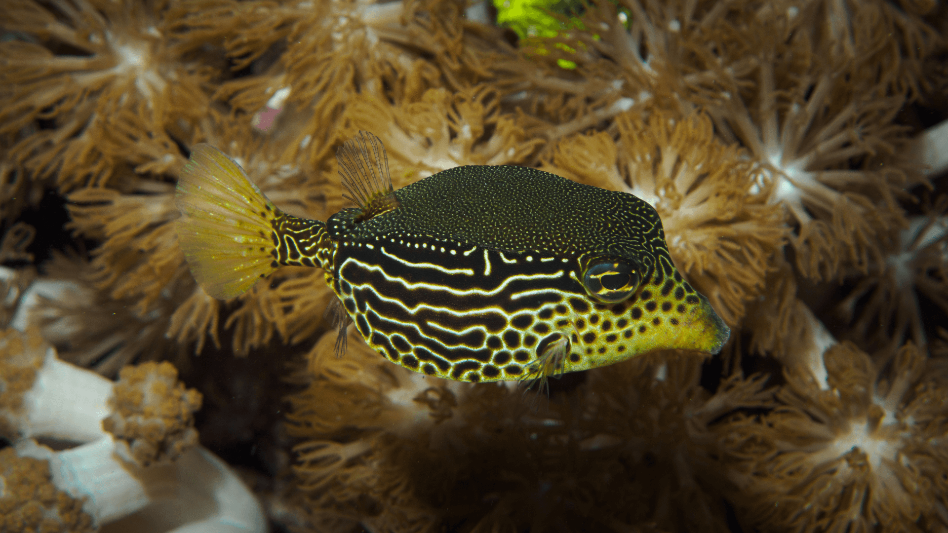 A photo of Scribbled boxfish