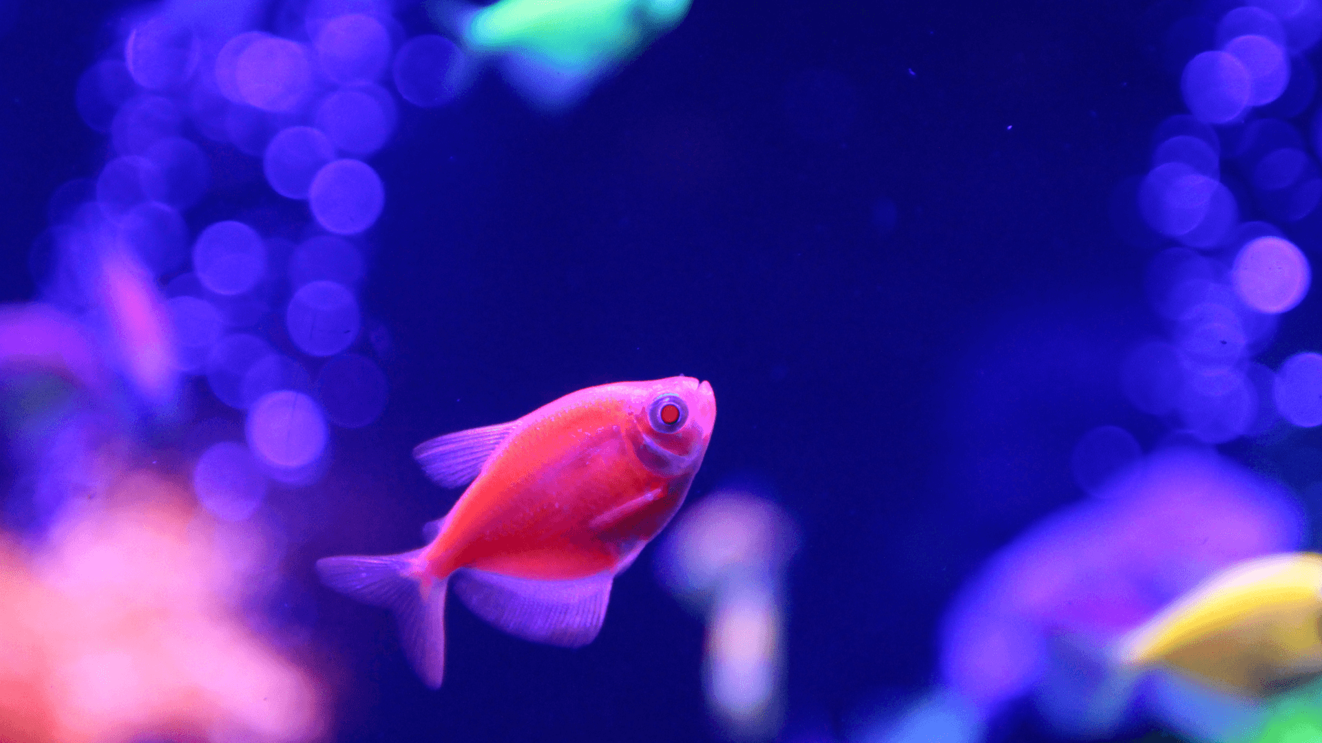 A photo of The Rise of Designer Aquarium Fish