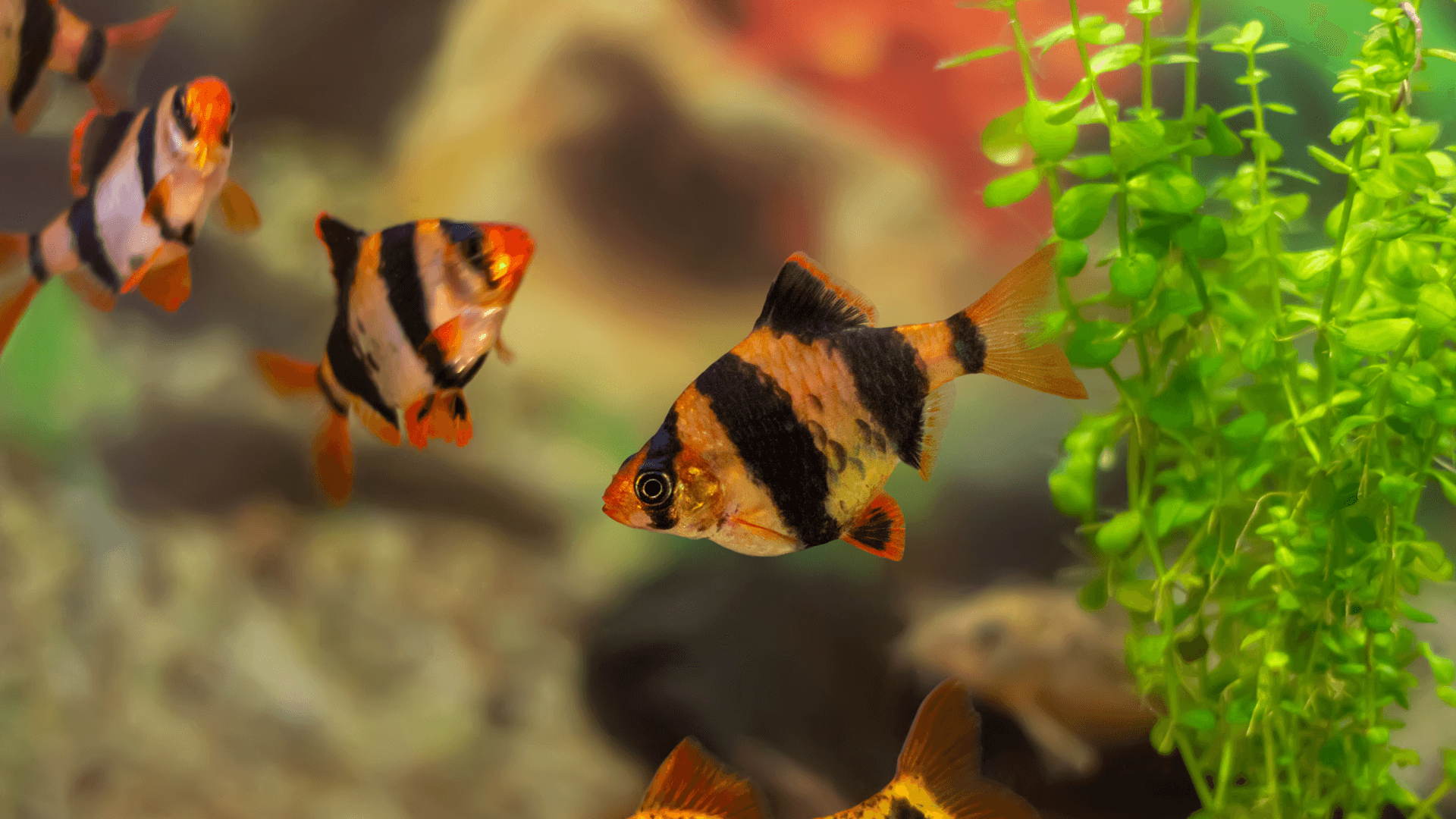 Tiger barb image 4