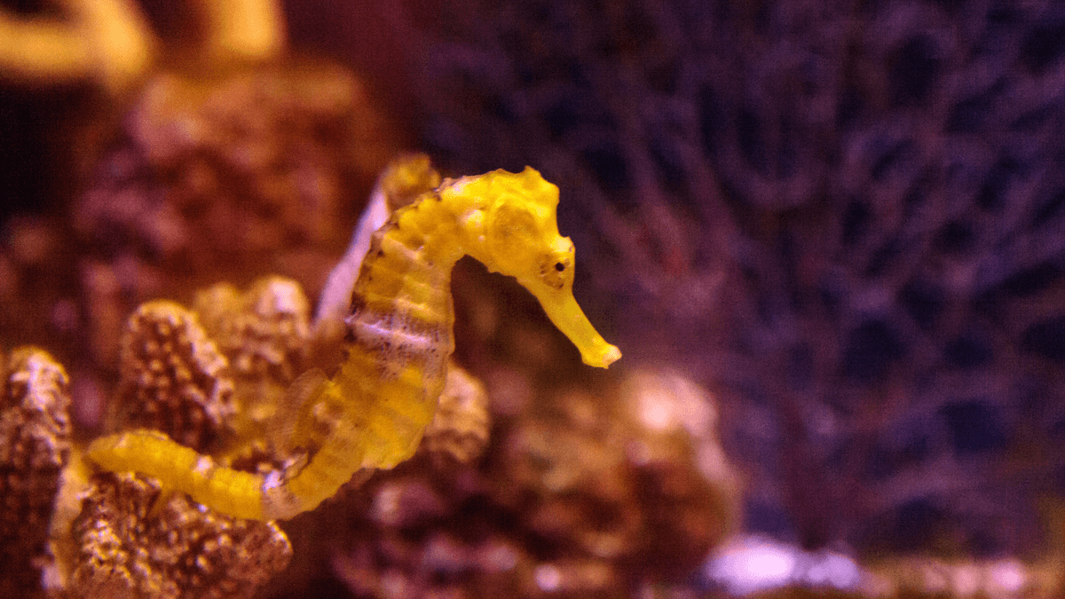 An image of a Lined Seahorse