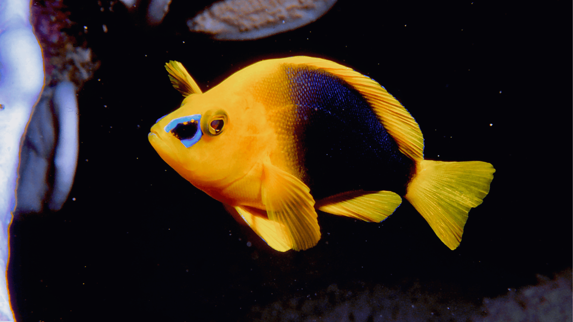 A photo of Shy hamlet