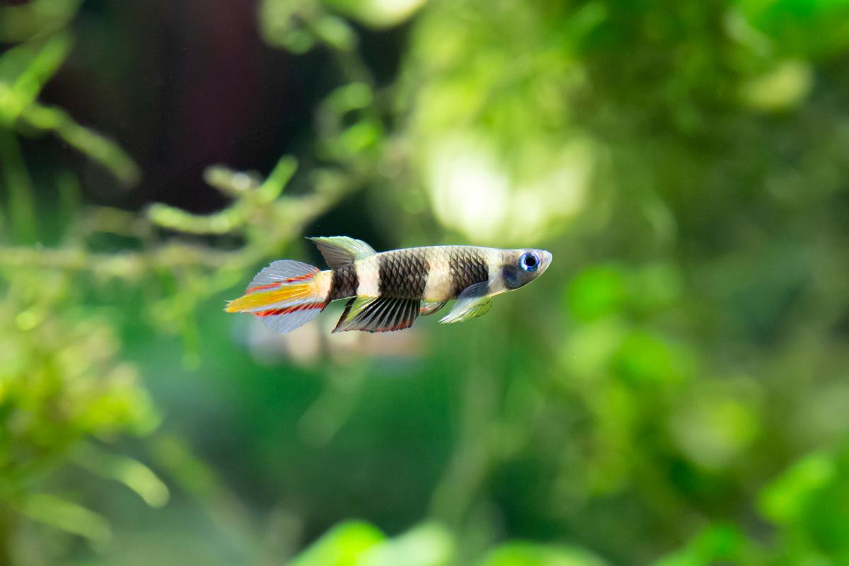 An image of a Clown Killifish