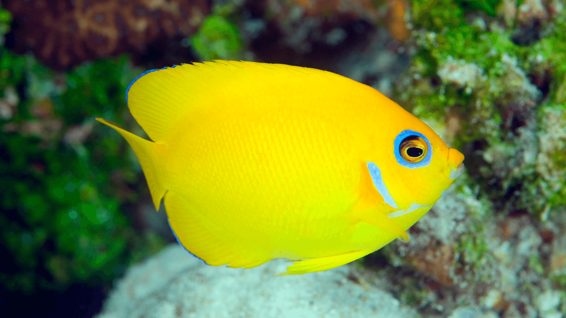 A photo of Lemonpeel angelfish