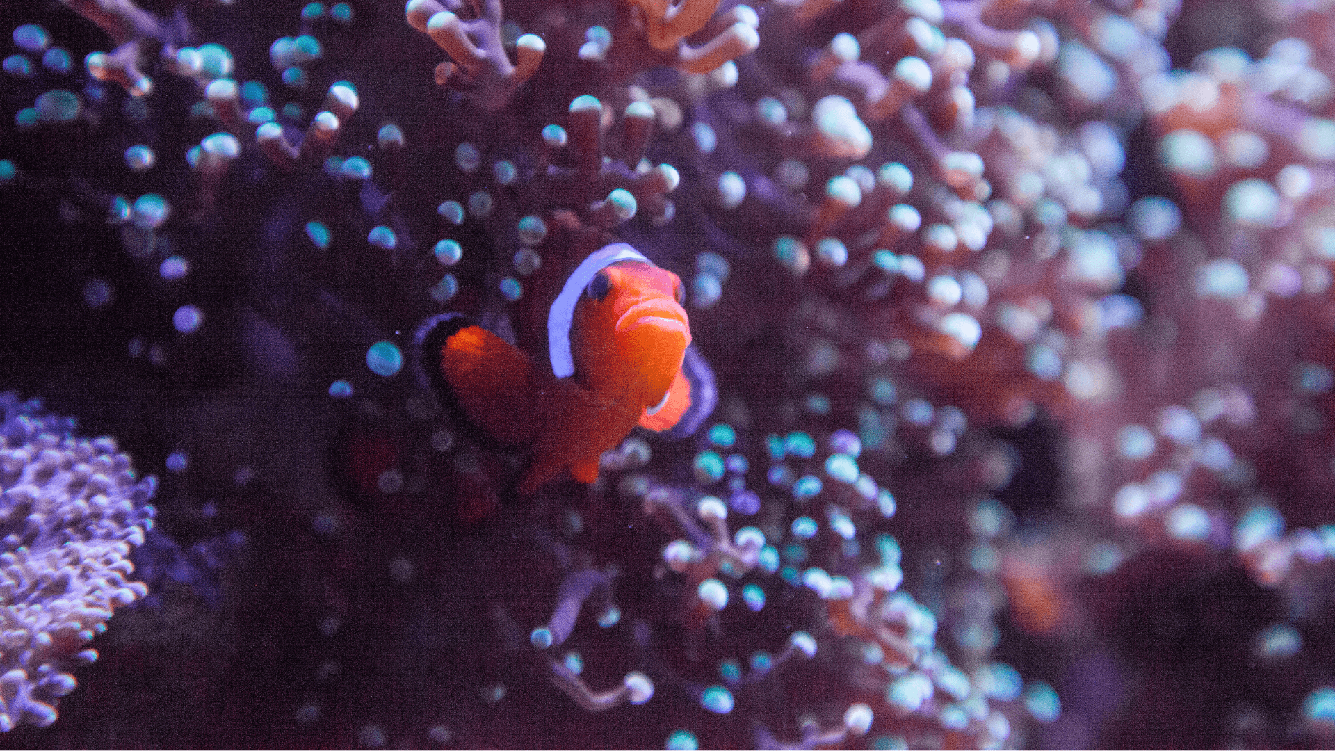 A photo of Ocellaris Clownfish