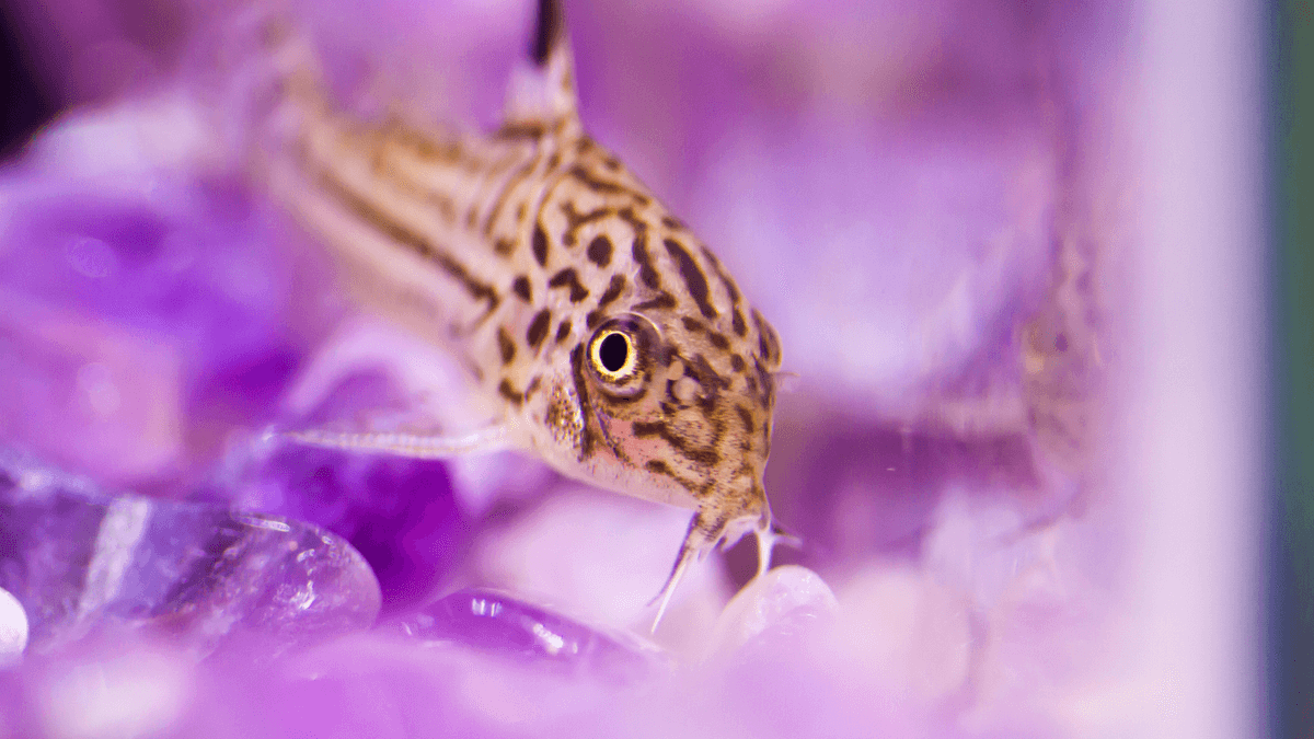 An image of a Threestripe corydoras
