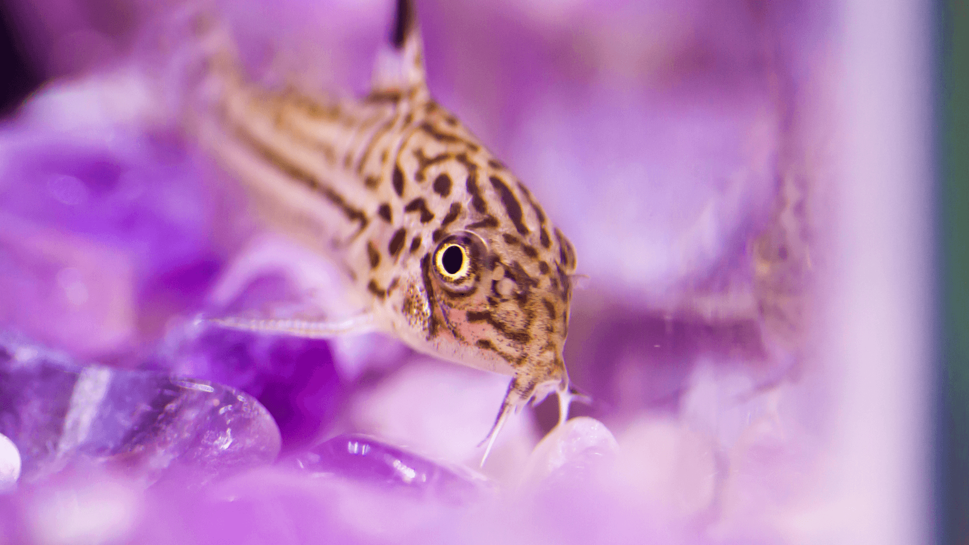 A photo of Threestripe corydoras