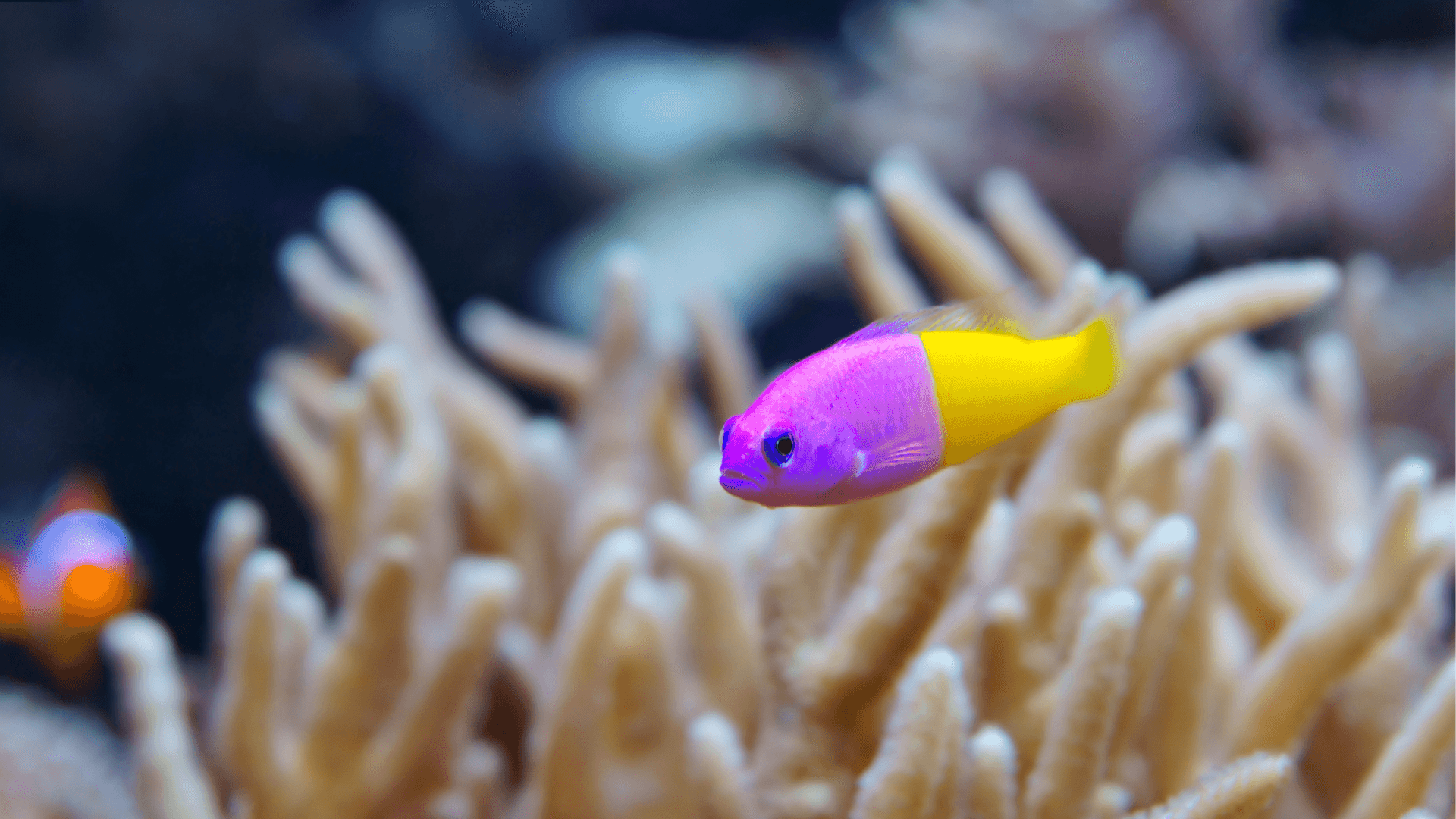 A photo of Dottyback