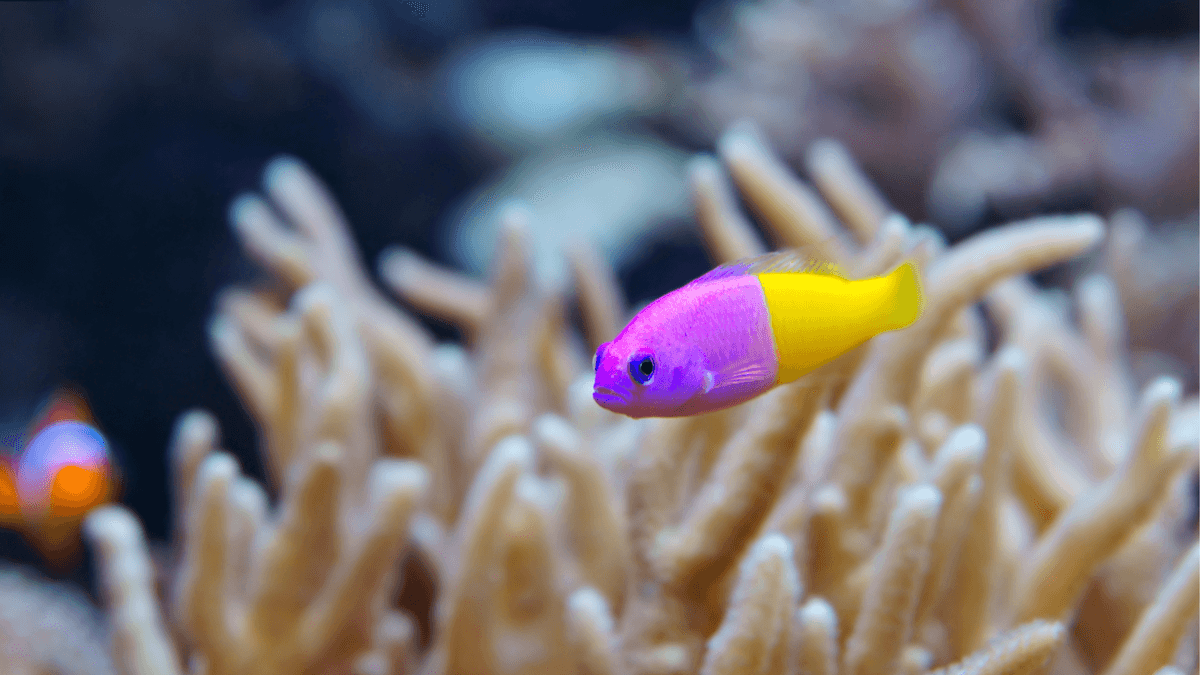An image of a Bicolor dottyback