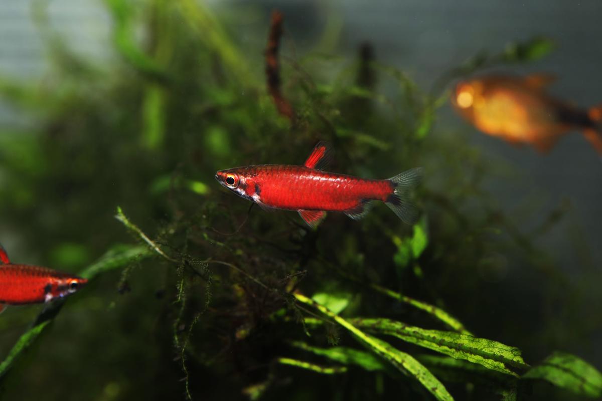 An image of a Rio Amaya Pencilfish