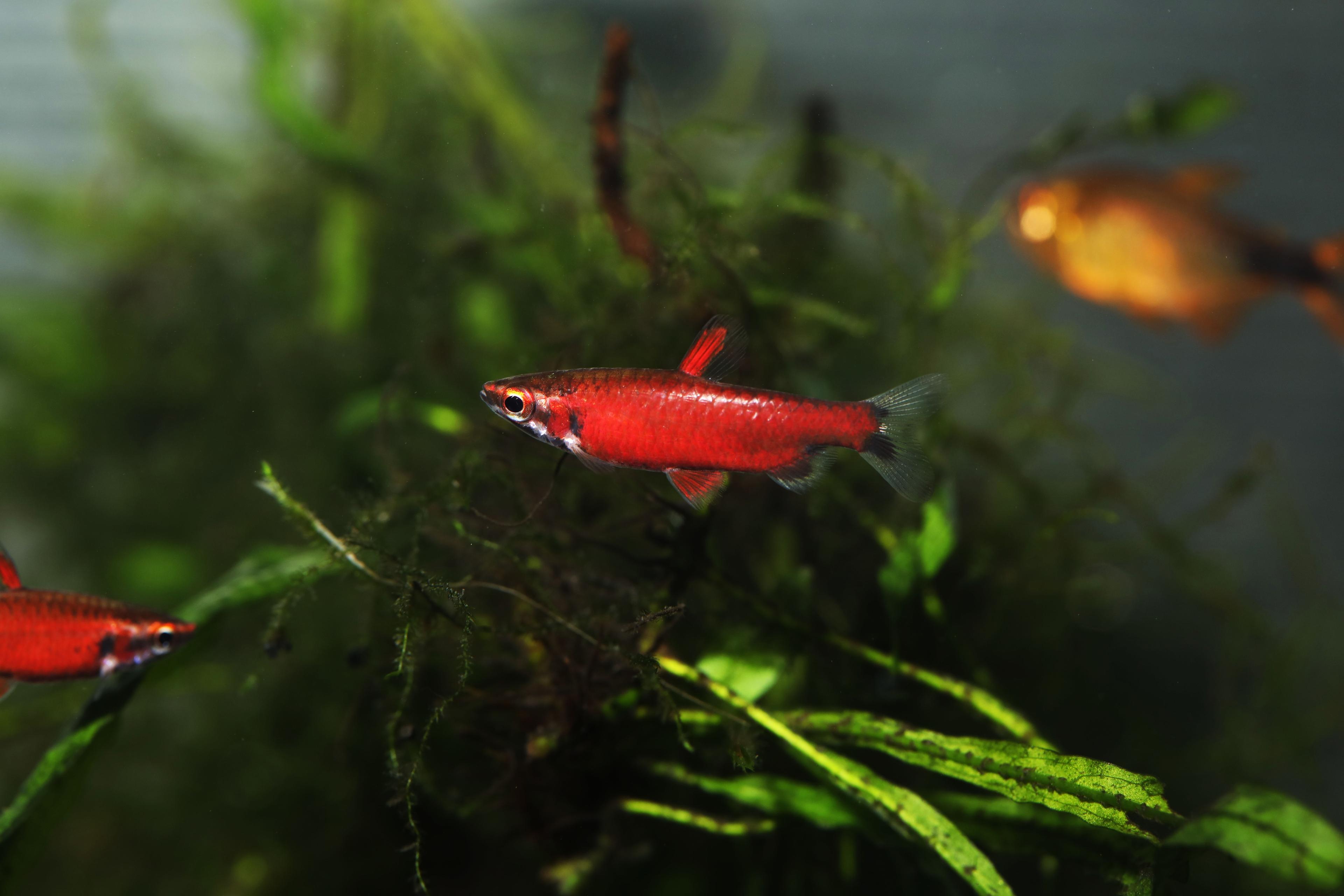 A photo of Rio Amaya Pencilfish