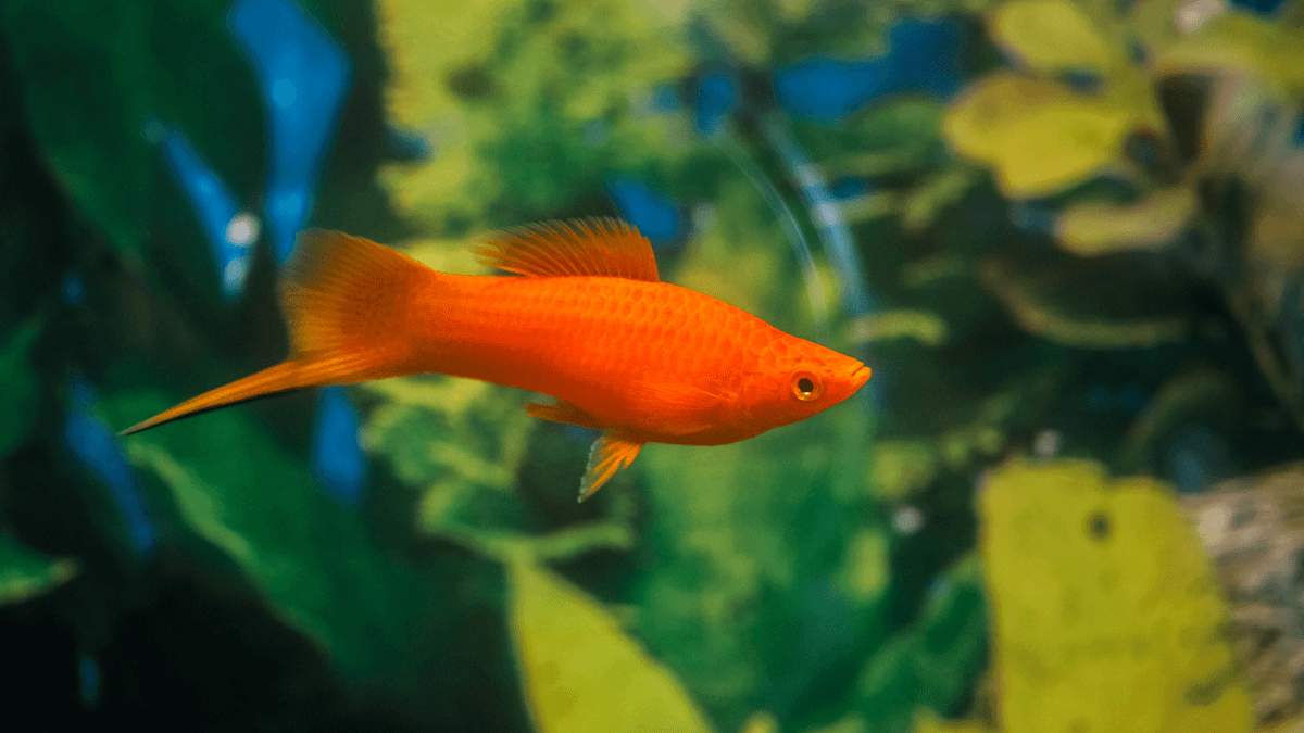 An image of a Swordtail