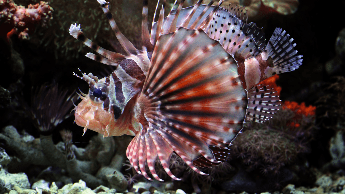 An image of a Fuzzy dwarf lionfish