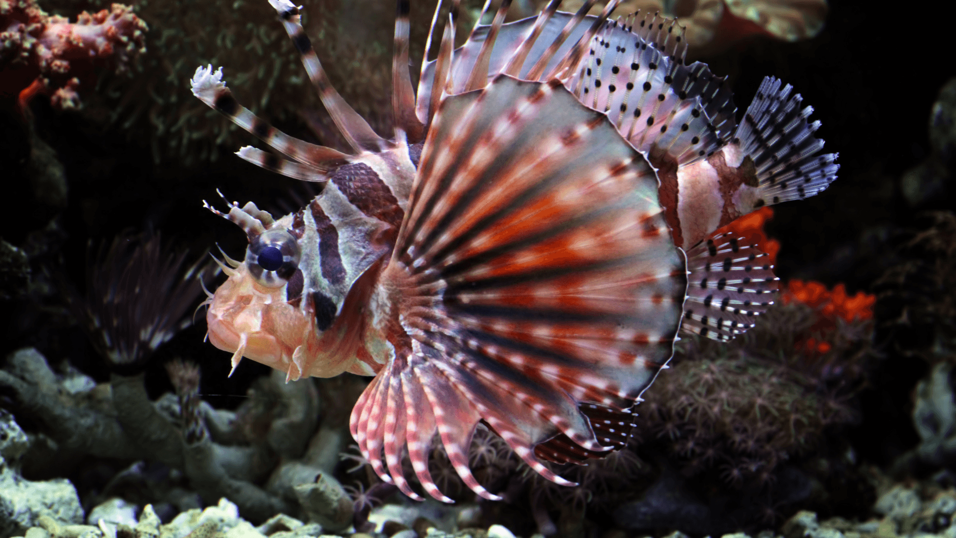 A photo of Lionfish