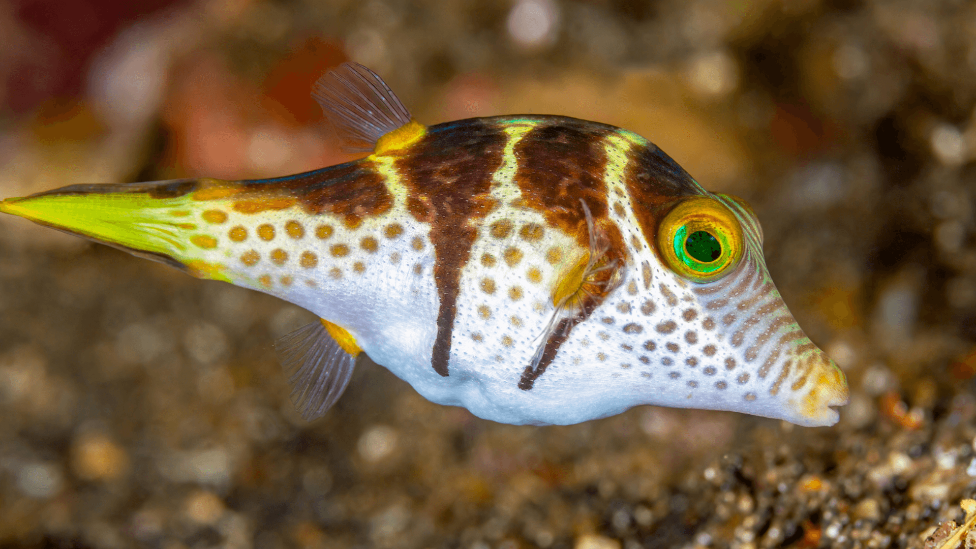 A photo of Valentini pufferfish