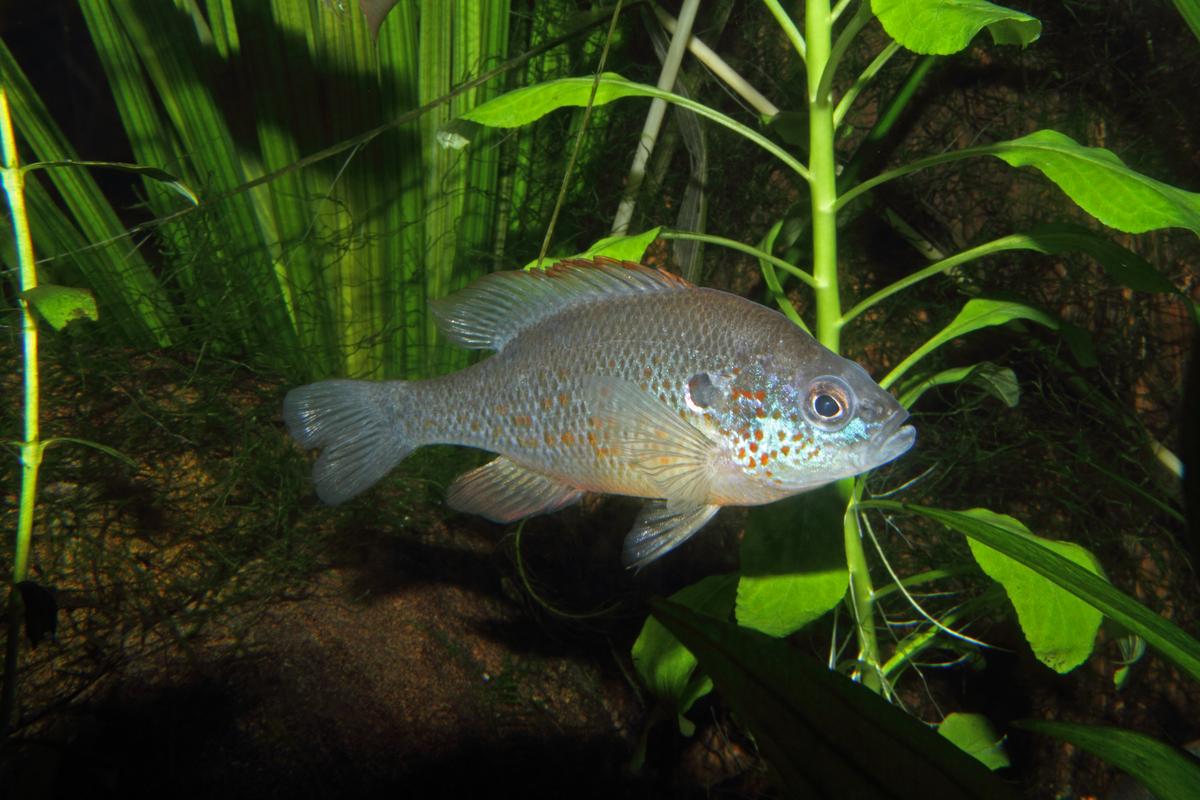 An image of a Orangespotted sunfish