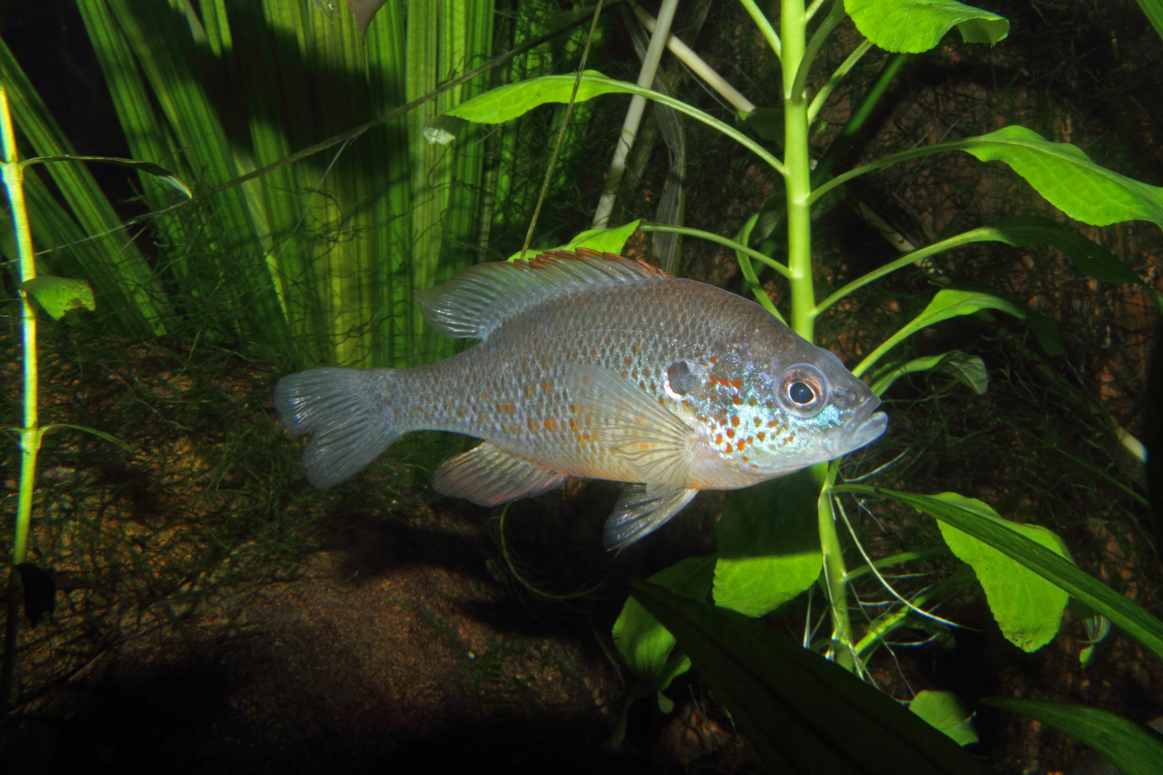 A photo of Orangespotted sunfish