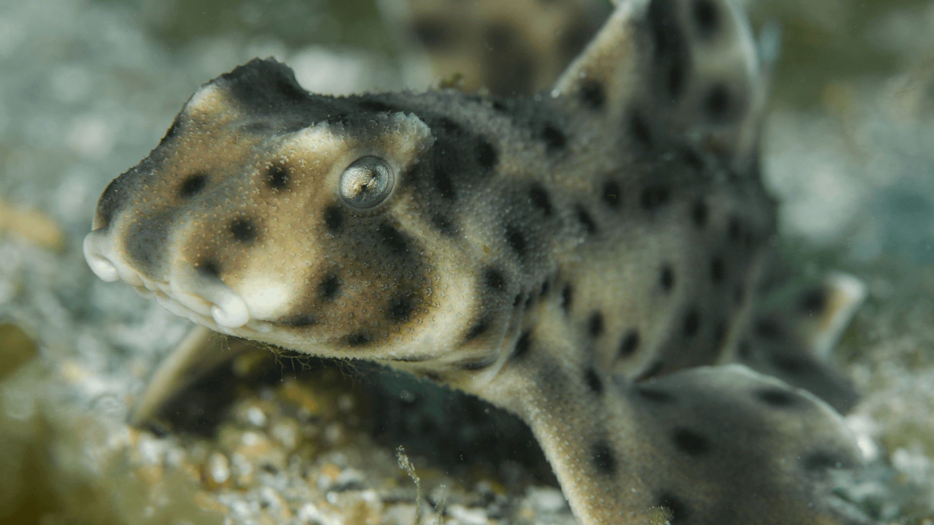 A photo of Horn shark